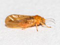 Chamaepsylla hartigi